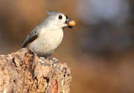 Feeding Fruit And Nuts Duncraft