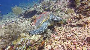Abdel rahman el gamal (site and video channel founder)this video. What Do Sea Turtles Eat Scuba Diving