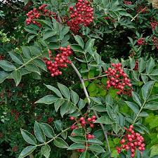 Image result for Zanthoxylum lindense