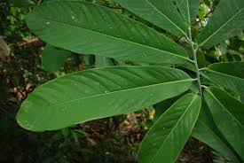 Image result for Monodora junodii