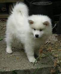 Cute Puppy Pictures American Eskimo Dog American Eskimo Puppy American Eskimo