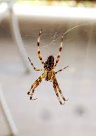 We did not find results for: Male European Garden Spider Project Noah