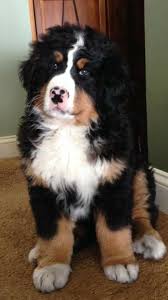 10 Week Old Bernese Gorgeous Bernese Dog Bernese Mountain Dog Dog Love