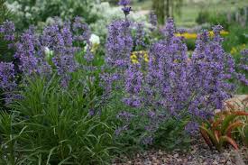 Little Trudy Catmint Monrovia Little Trudy Catmint Plants Mosquito Repelling Plants Perennial Plants
