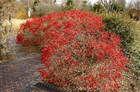 Winterberry Native Shrubs That Multitask Blue Water Baltimore