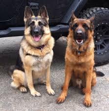 Silver sable german shepherd price. German Shepherd Dog Gsd Alsatian Breed Info Images Videos Faqs