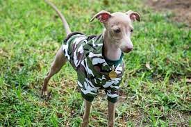Maybe you would like to learn more about one of these? What Colors Do Italian Greyhounds Come In