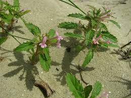 Image result for Stachys pseudonigricans