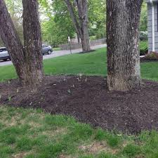 Check spelling or type a new query. Underplanting 2 Tree Mulch Bed