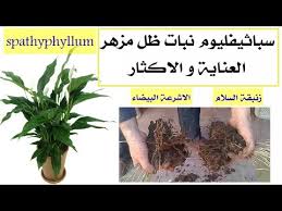 أفضل نبات ظل منزلي مزهر السباثيفليوم الاشرعة البيضاء أو زنبقة السلام Spathiphyllum Youtube