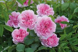 Роза плетистая the albrighton rambler. The Albrighton Rambler Rose The Rose Journal