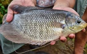 Cara Pemijahan Ikan Gurame Digiku Com