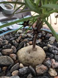 Image result for Brachystelma