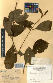 Image result for Sericostachys