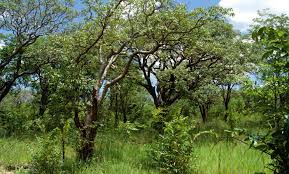 Image result for Cryptosepalum maraviense