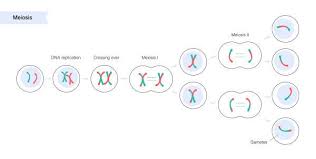 Maybe you would like to learn more about one of these? Haploid Cell The Definitive Guide Biology Dictionary