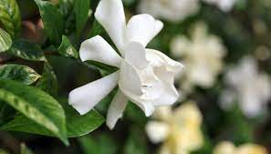When To Fertilize Potted Gardenias Fragrant Plant Gardenia Plant Aquaponics