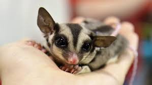 O petauro do açúcar é um marsupial de pequeno porte. Alguem Sabe Se Sugar Gliders Petauros Do Acucar Sao Animais Legais Em Portugal Se Sim Alguem Onde Encontrar Criadores Reputaveis Portugal