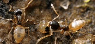 Watch where they return to as that will be the location of their nest. How To Identify And Get Rid Of Ghost Ants