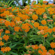 Image result for Asclepias