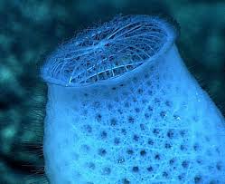 Biologist Sarah Mcanulty Tweeted About This Unusual Symbiosis Between A Species Of Euplectella Glass Sponge Known As The Venus Flow Flower Basket Sponge Venus