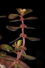 Image result for Ammannia baccifera