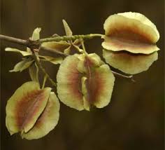 Image result for Dichapetalum mossambicense