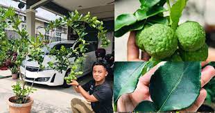 Sediakan medium semaian jenis kompos 2. Asyik Tanam Pokok Limau Purut Tak Berbuah Dan Daun Tak Lebat Lelaki Ini Kongsi Tip Cara Tanam Dan Baja Supaya Jadi Lebih Subur Keluarga