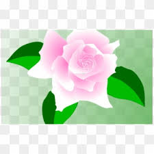 You can see how to get to sheila`s country rose florist on our website. Free Rose Vector Png Png Transparent Images Pikpng