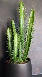 Image result for Euphorbia kilwana