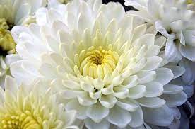 Chrysanthemum Flowers Chrysanthemum Flower White Dahlias