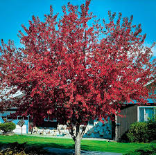 Learn how to plant flowering crabapple trees with help from a certified horticulturist. Buy Prairie Fire Crab Apple Trees Online The Tree Center