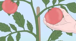 I would think that if your tomato plants are three feet high with no flower trusses forming you are growing them too soft (too much water, too much heat). How To Prune Tomatoes 9 Steps With Pictures Wikihow