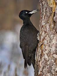 These birds don't act quite like most other woodpeckers: Pin On Birds