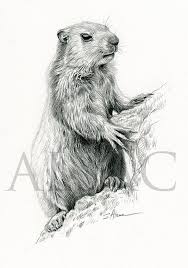 Gopher Pencil Drawings Of Animals Wildlife Art Animals Artwork