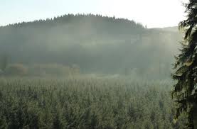 Tourism in forks has soared since twilight hit the scene, with fans flocking to the town for a decade to get closer to bella, jacob and edward. Travel Pocket Guide Twilight In Forks Washington