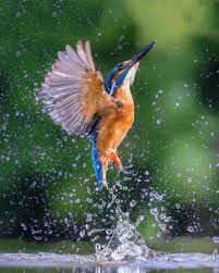 Bird With Big Feathers On Tail 5 Kingfisher Bird Kingfisher Pet Birds