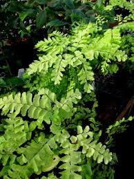 Image result for Adiantum patens