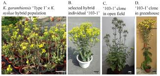 Image result for Kalanchoe velutina