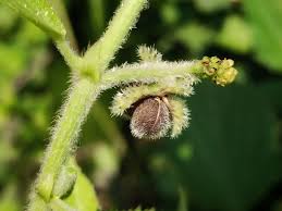 Image result for Tragia glabrata