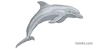 (there are 53 photos in this photo gallery.) bottlenose dolphins are said to be one of the most intelligent animals on earth. Bottlenose Dolphin Illustration Twinkl