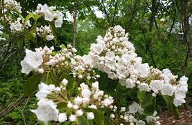 Image result for Hilleria latifolia