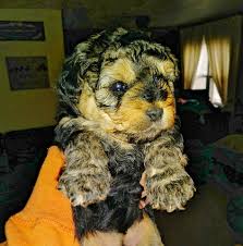 We did not find results for: Ck Yorkie Poos Home Facebook