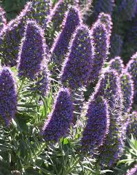 Image result for Echium