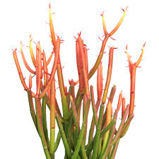 Image result for Euphorbia tirucalli