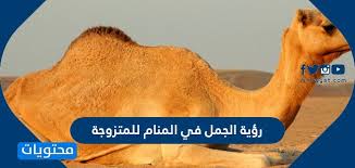 إذا رأت الفتاة العزباء التي لم يسبق لها الزواج في منامها انها تخوض حربا مع العدو وتنتصر فان هذا يدل على أنها سوف تتلقى اخبارا سعيده لها بإذن الله تعالي وفى الفديو التالى تجد رد شافي لتفسير حلم الطيارات. Ø±Ø¤ÙŠØ© Ø§Ù„Ø¬Ù…Ù„ ÙÙŠ Ø§Ù„Ù…Ù†Ø§Ù… Ù„Ù„Ù…ØªØ²ÙˆØ¬Ø© ÙˆØ§Ù„Ø­Ø§Ù…Ù„ ÙˆØ§Ù„Ù…Ø·Ù„Ù‚Ø© ÙˆØ§Ù„Ø±Ø¬Ù„ Ù…ÙˆÙ‚Ø¹ Ù…Ø­ØªÙˆÙŠØ§Øª