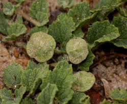 Image result for Dicerocaryum eriocarpum