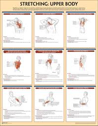 Overview of the major muscles of the upper functional anatomy by joint action & exercise: Stretching Poster Upper Body Anatomy Human Kinetics 9781492504665 Amazon Com Books