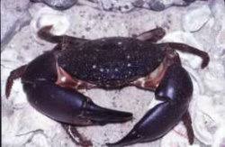 Gulf Stone Crab Menippe Adina