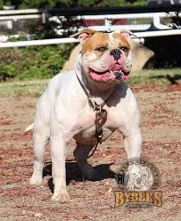 The later and more established version of the johnson american bulldog, on the other hand. 40 Bybees American Bulldogs Ideas American Bulldog Bulldog Bully Breeds